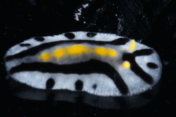 Media type: image;   Malacology 393807 Description: live specimen;